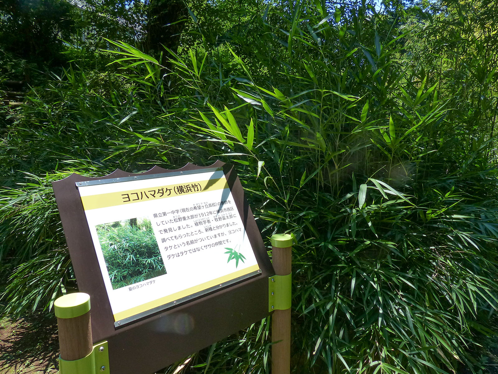 横浜で生まれた植物、いくつ知ってる？ | 横浜子育て応援