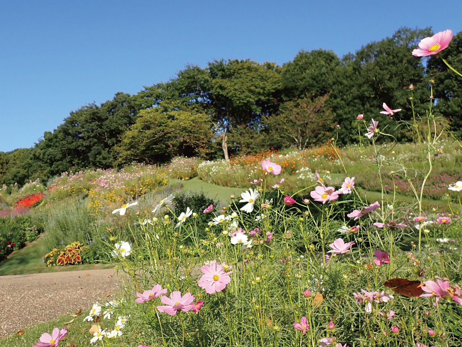 春と秋のお出かけは「里山ガーデンフェスタ」で決まり！ | 横浜子育て