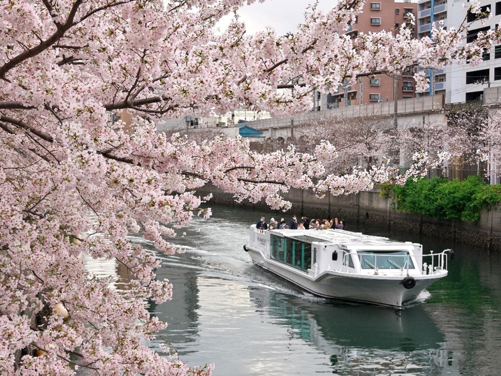 春には小型の「シーバスACE」の船上から大岡川の満開の桜を楽しめます（写真提供：Ycruise株式会社）
