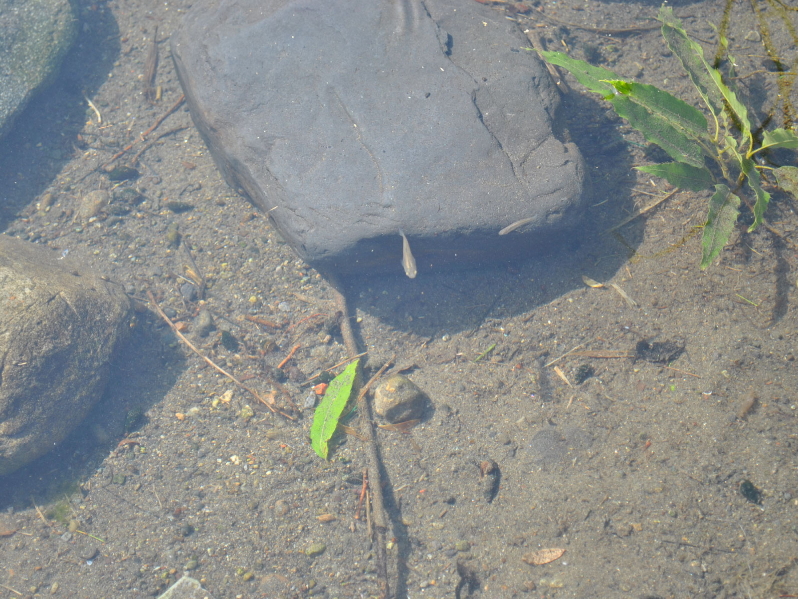 噴水から続く水路の先には小魚もいます!