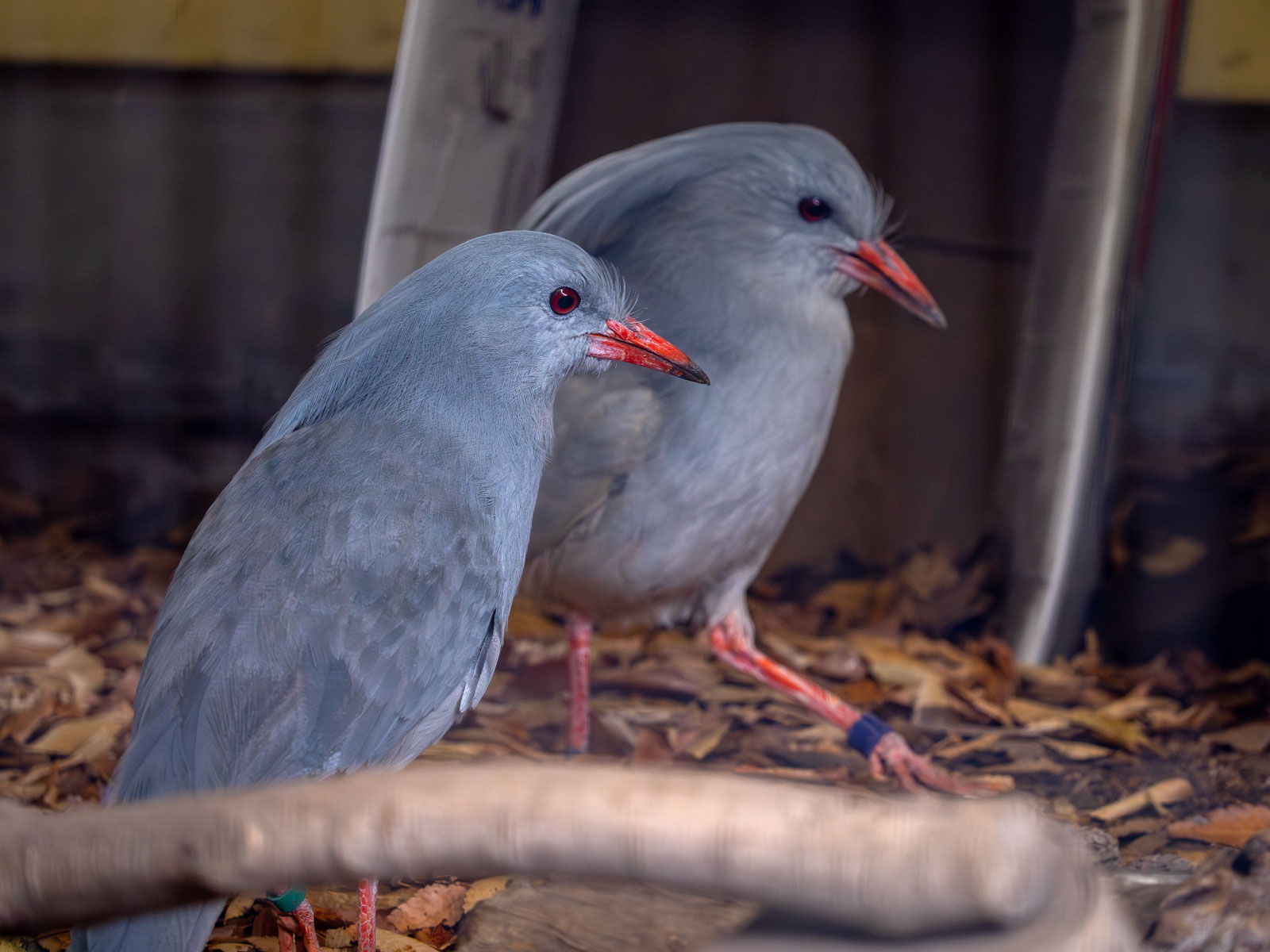 オスのカグーが2羽展示されています。名前は「ムラリン」と「ミドリン」。足につけられている色足輪が名前の由来です。