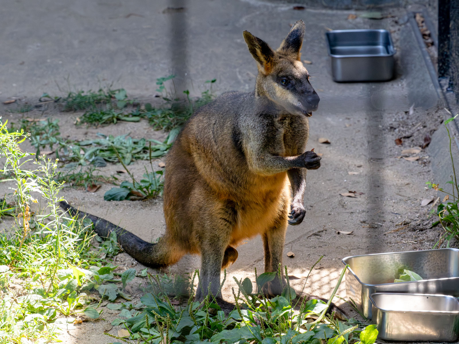 オグロワラビーオーストラリア北東部の森や湿地にすむ小型のカンガルーです。