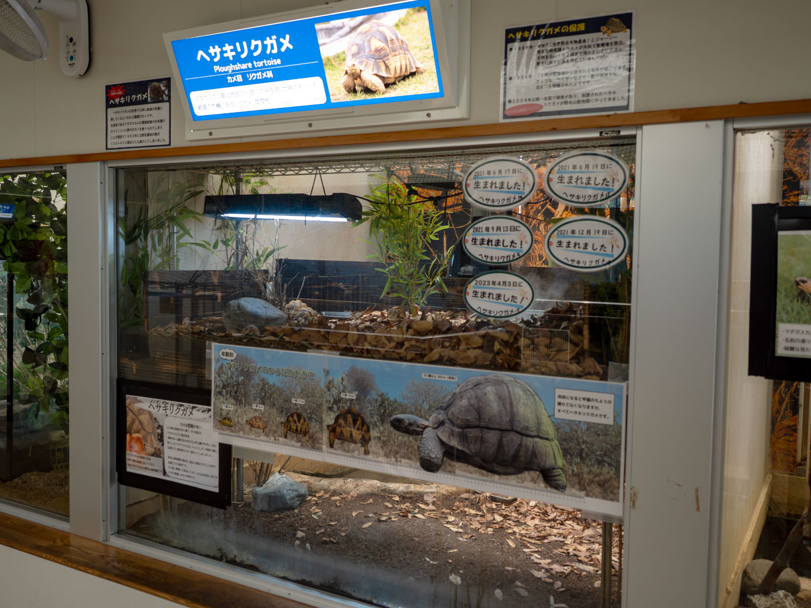 貴重なヘサキリクガメの展示。動物園で生まれた子亀がいました。