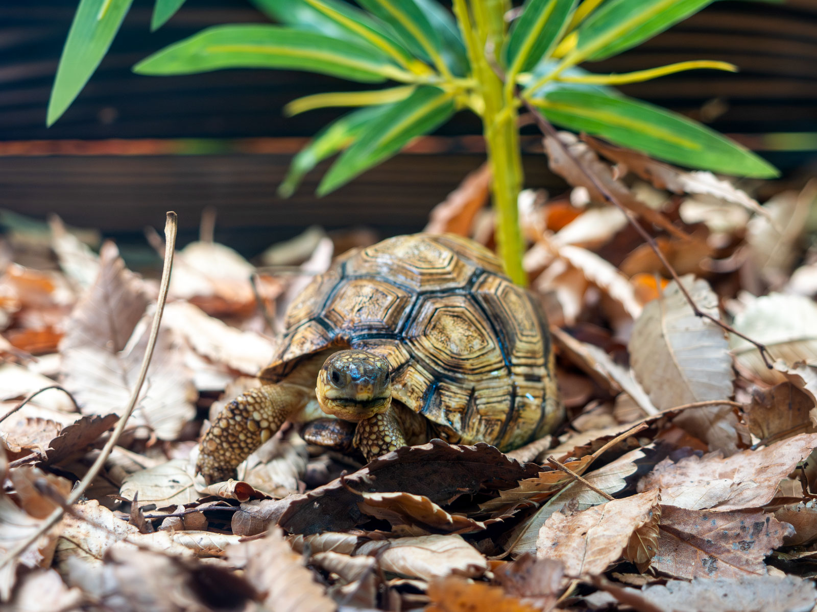 ヘサキリクガメの子ども。これまで12頭が野毛山動物園で誕生しています。