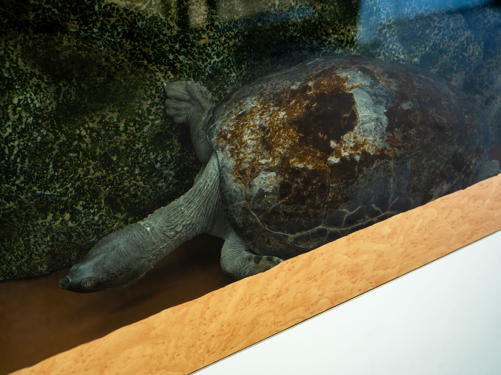 巨大なバタグールガメ。密輸で摘発された個体が保護されました。