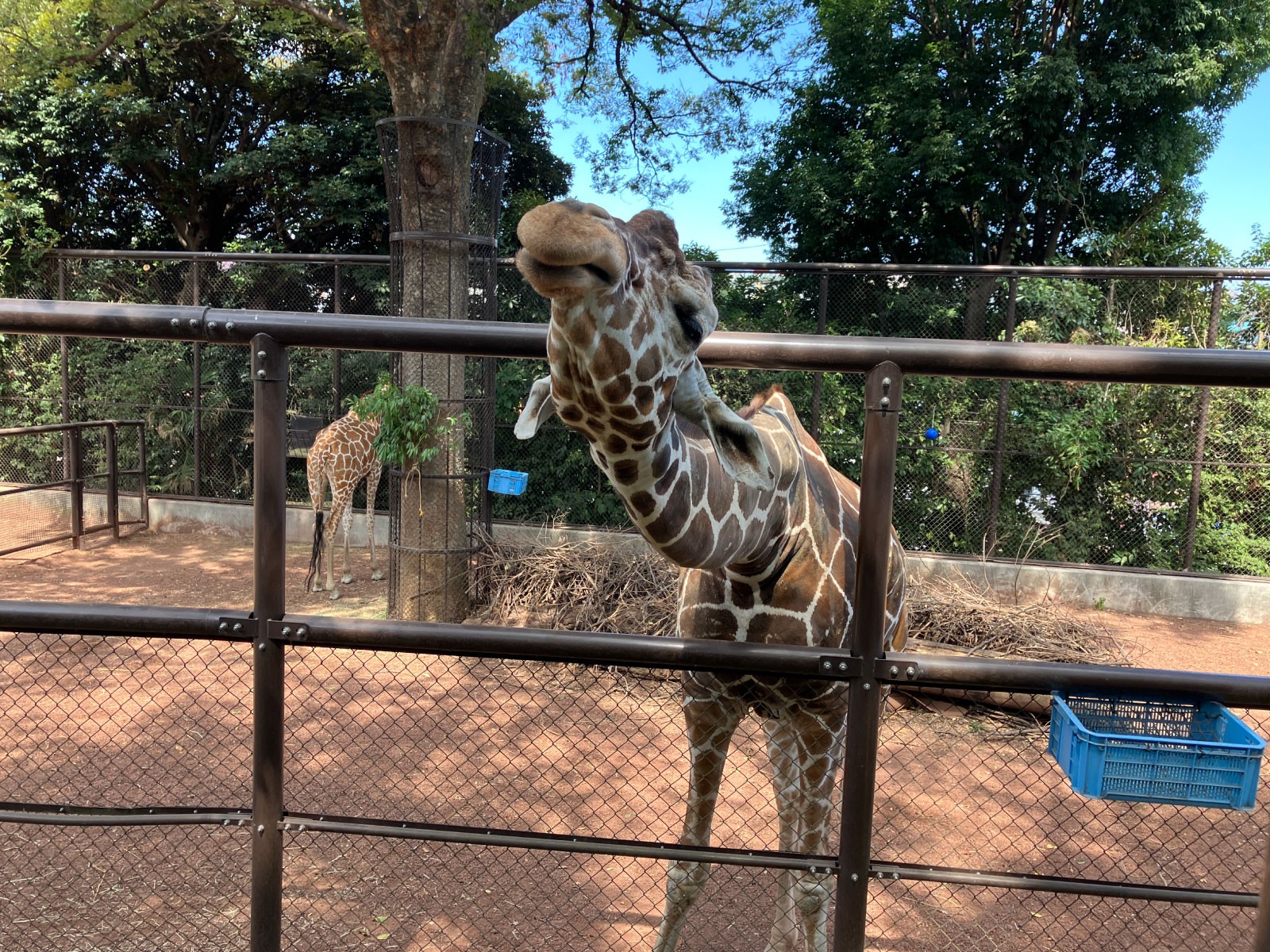 好奇心旺盛のそら君。この日も顔をぐいっと近づけてくれました。