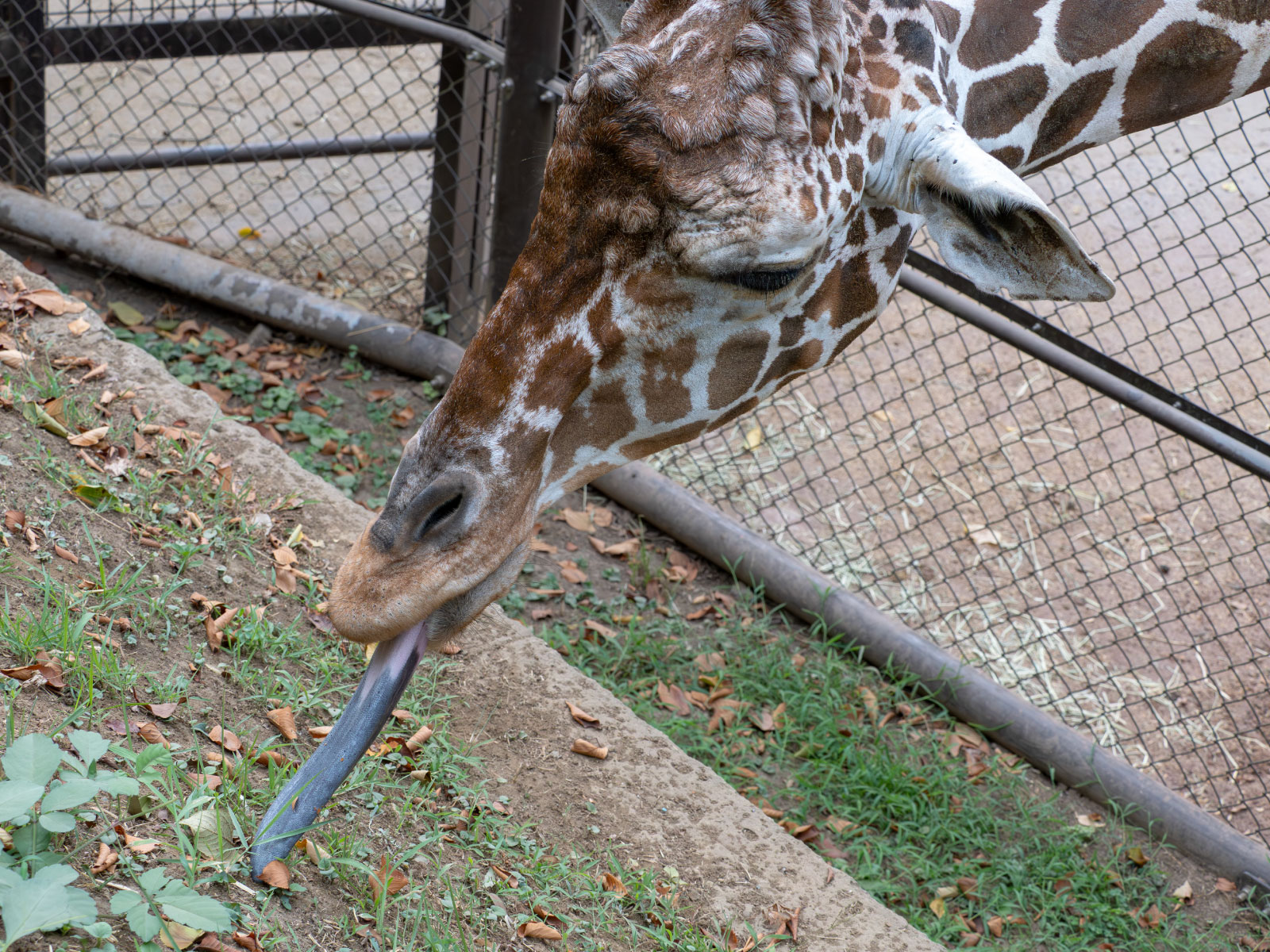 落ち葉を舌先にくっつけて食べる。舌の色にも注目です。