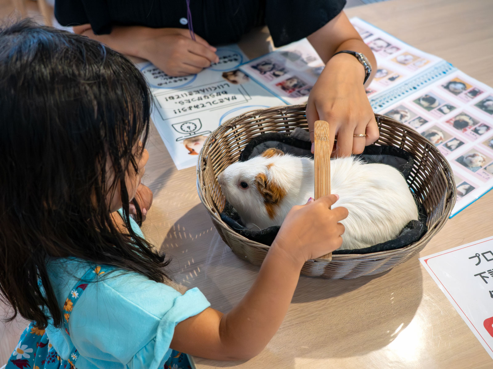 モルモットになるべくストレスを与えないために、カゴにいれてやさしくふれあいます。