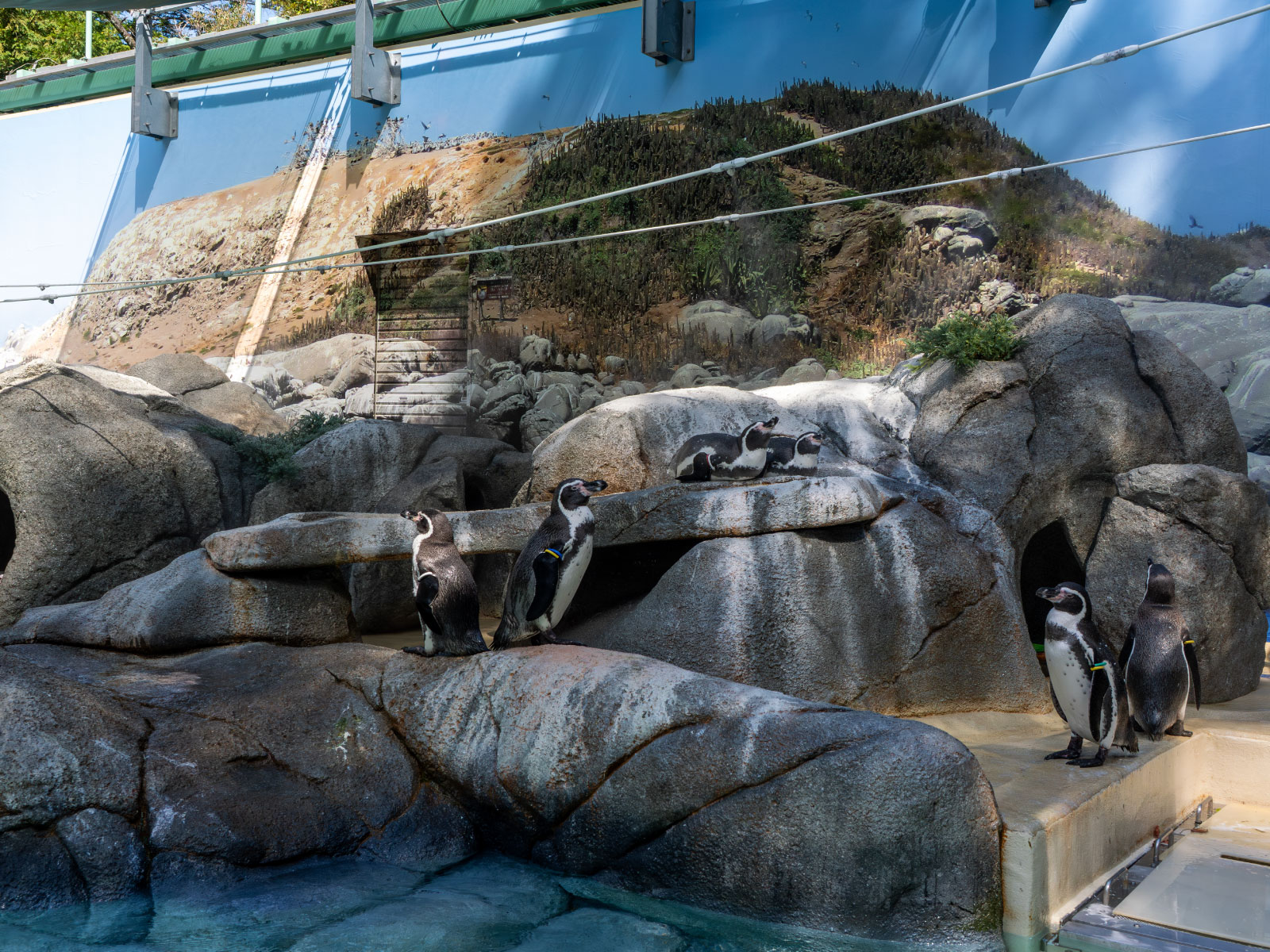 フンボルトペンギンの故郷は、こんな荒涼とした景色なのです。