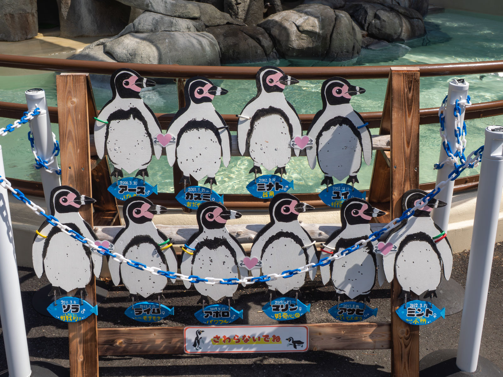 飼育員さんの手作り看板。翼の色の輪の組み合わせで名前がわかります。