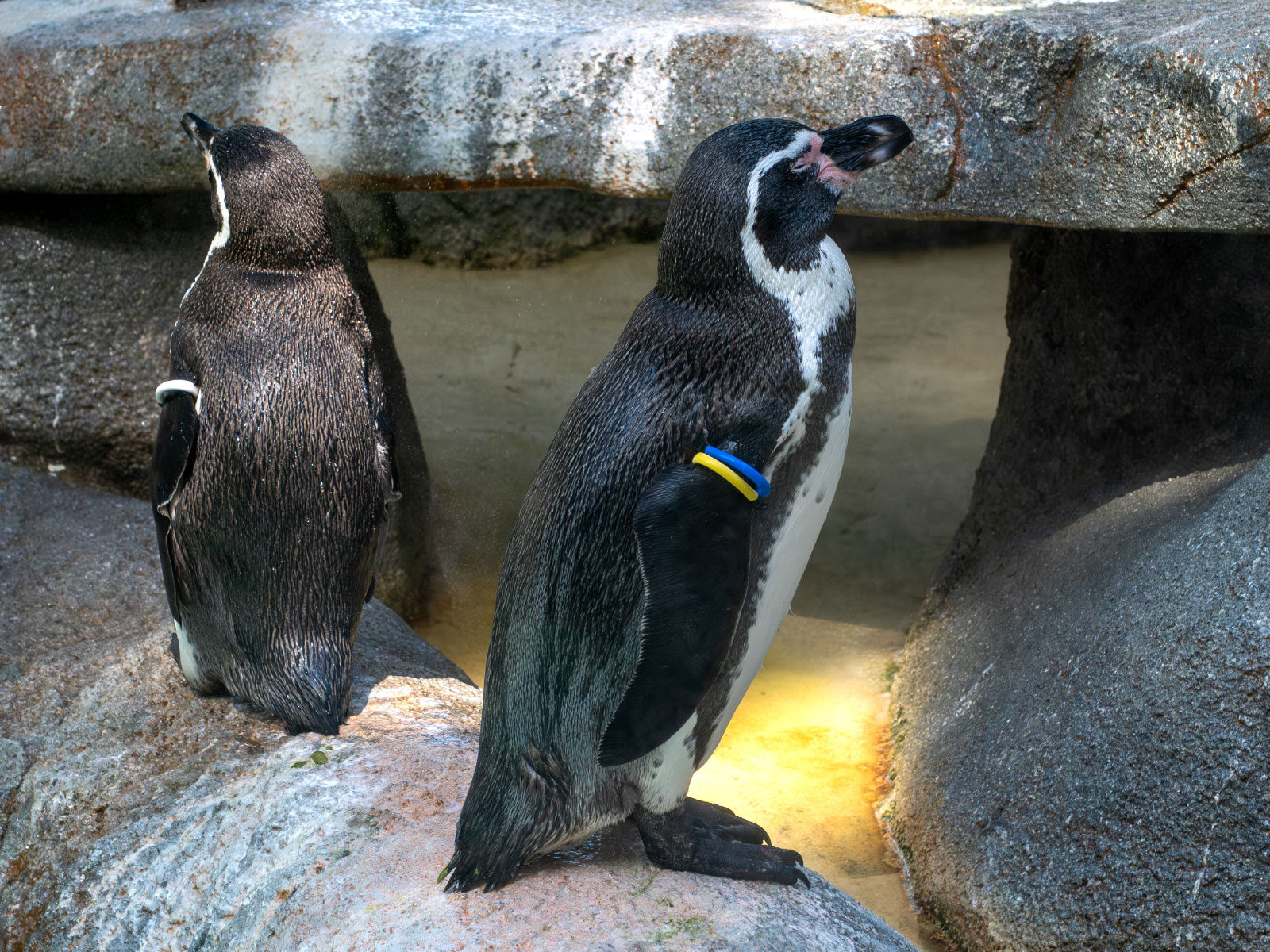 右の翼に青と黄色の輪はオスのアポロ。左の翼に白い輪はメスのマリンです。この2羽はペアのはずですが、なんだかケンカでもしたんでしょうか？