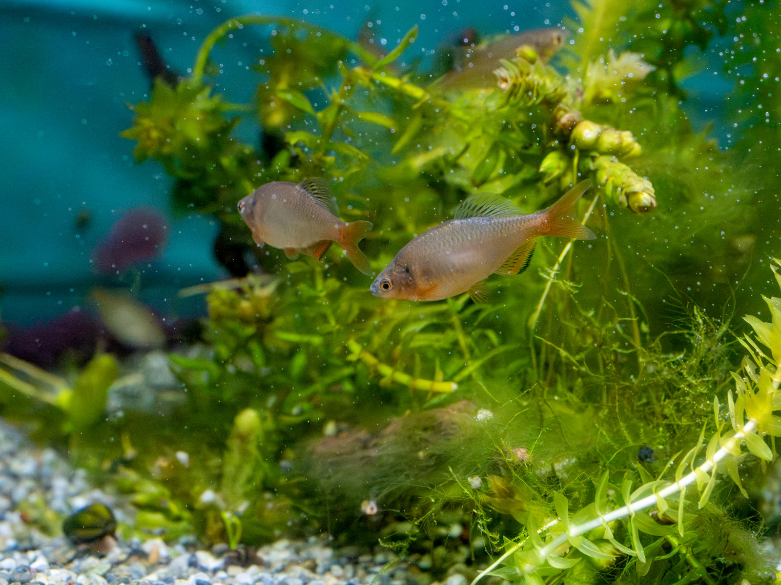 国の天然記念物のミヤコタナゴ。とても貴重な魚です。