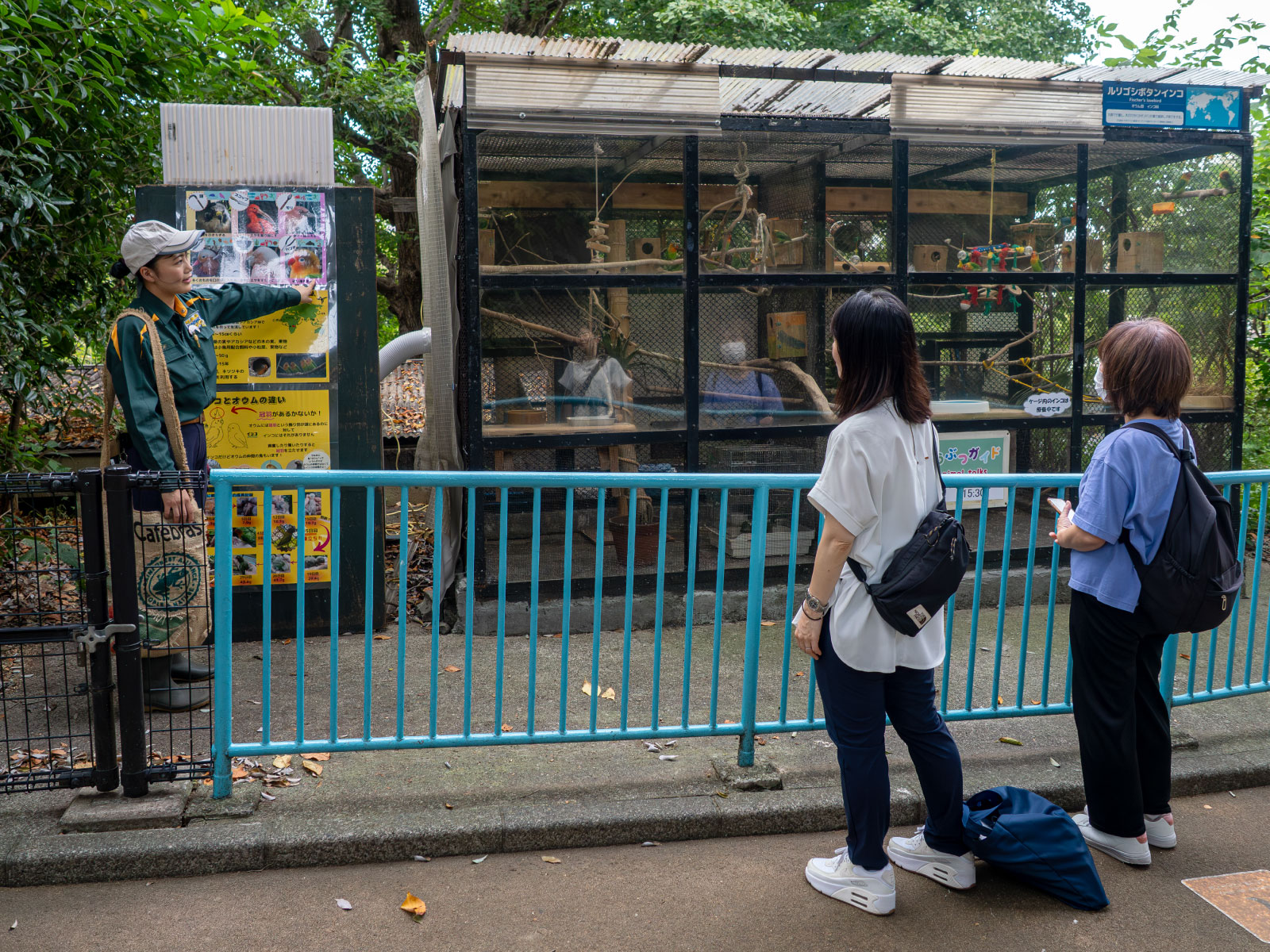 ルリゴシボタンインコの「どうぶつガイド」。とてもわかりやすい解説で勉強になります。
